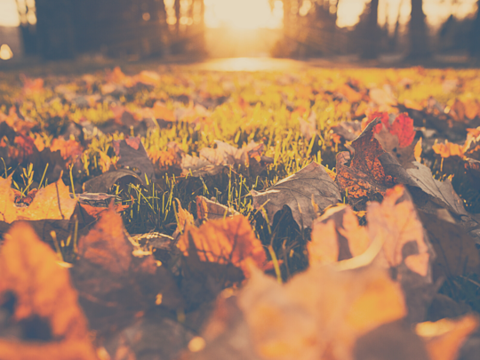 Ralentir le rythme en Automne