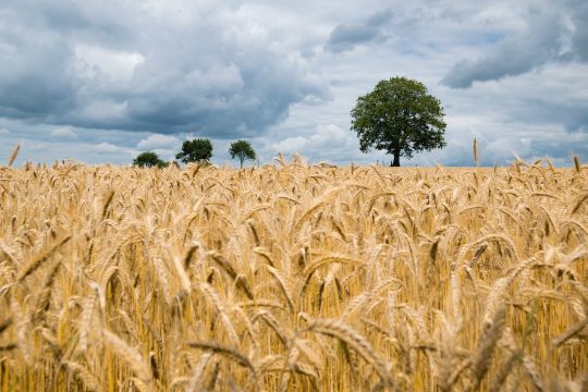 Une céréale blanche et raffinée a un index glycémique très élevé et ne contient plus de minéraux, vitamines ni oligo-éléments