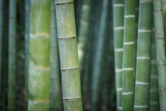 Le bambou, une matière écologique ?
