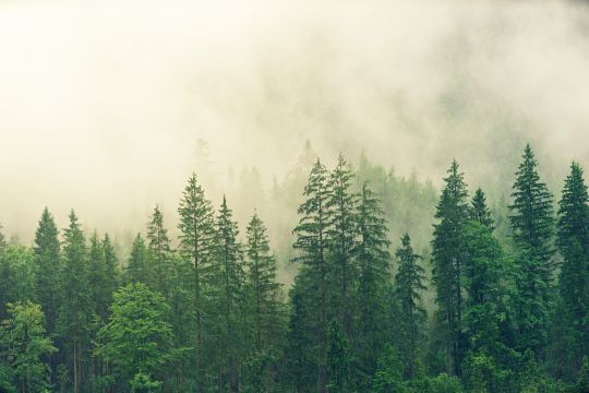 Les forêts d'Epicéas