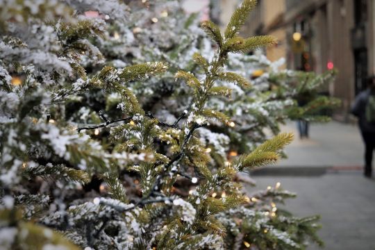 Les sapins naturels sont-ils écologiques ?