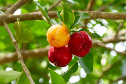 Vitamines naturelles en amont