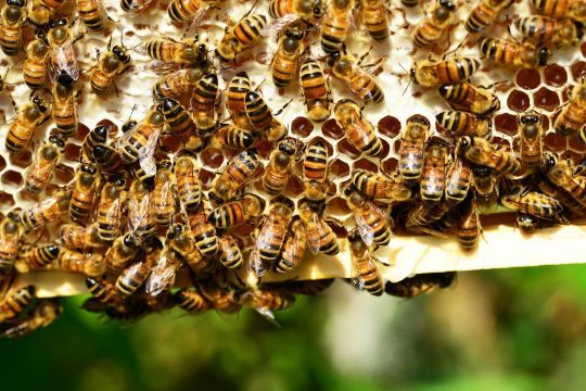Les abeilles protègent notre environnement