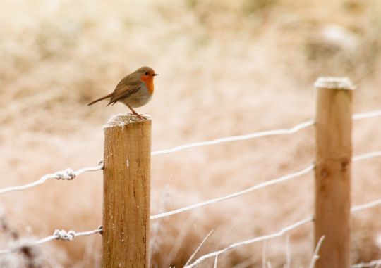 Prendre soin de son jardin en hiver