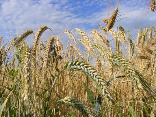 Les céréales complètes ou semi-complètes pour débuter