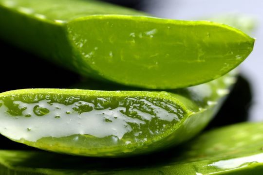 L'aloe vera permet de faire un peeling doux