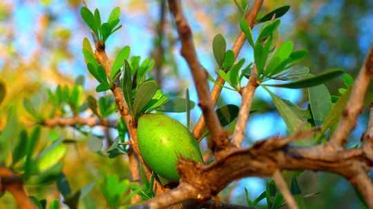 L'huile d'argan, baume pour notre peau