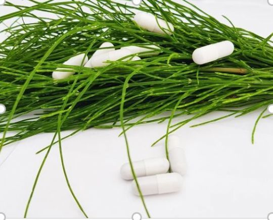 La prêle est la plante reminéralisante par excellence