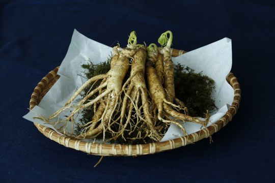 Le Ginseng est connu pour améliorer la fonction sexuelle