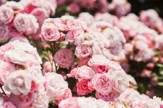 Les pétales de roses sont comestibles