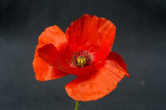 Les pétales de coquelicot sont délicieux