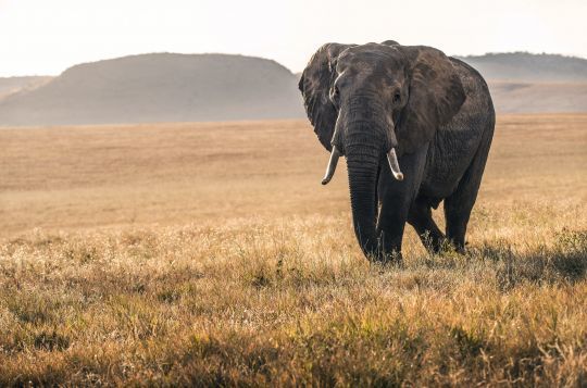 Les éléphants sont des espèces en voie d'extinction
