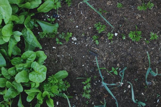 Il y a trois règles d'or pour réussir son compost