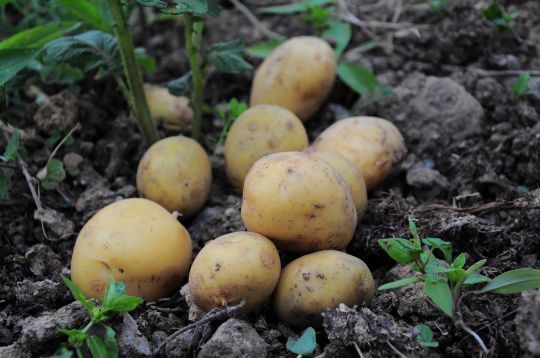 C'est le moment de planter les pommes de terre primeur