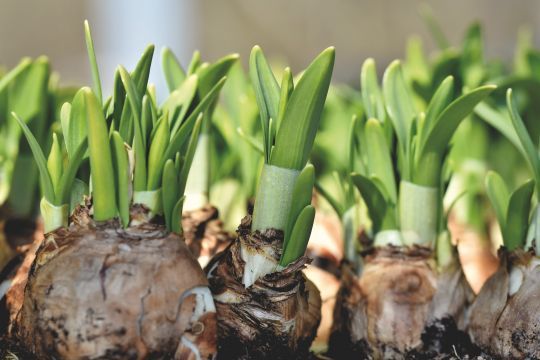 C'est le moment de planter les bulbes à floraison estivale et automnale