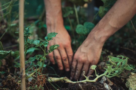 Tout le monde peut pratiquer la permaculture