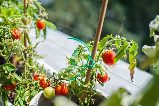 Développer des potagers urbains