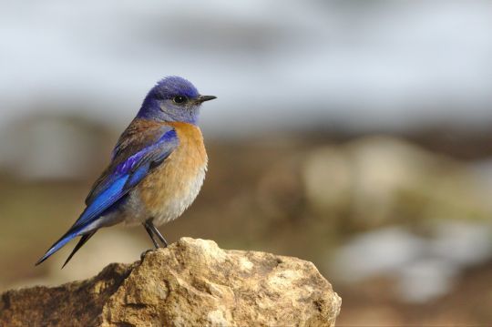 Les chants des oiseaux réduiraient notre stress