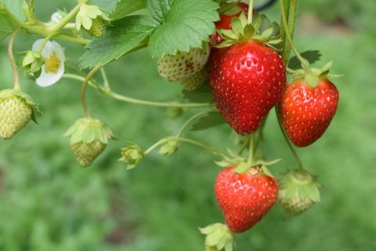 La fraise est très riche en pesticides !