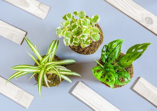 Le Kokedama ou boule de mousse