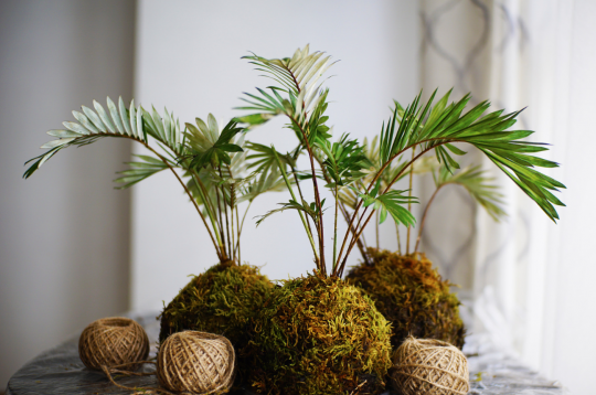 Le Kokedama, un art floral japonais