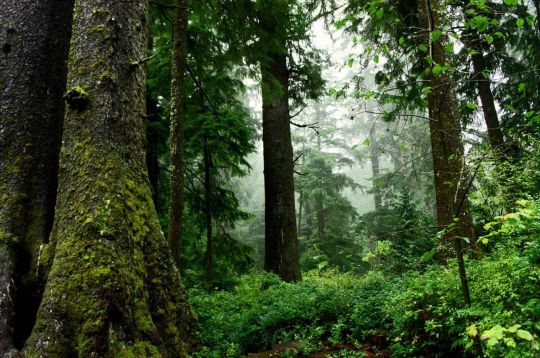 Les tiques vivent dans les sous-bois