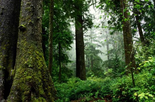 Les tiques vivent dans les sous-bois