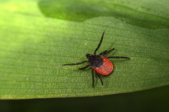 Les tiques peuvent nous piquer et nous infecter