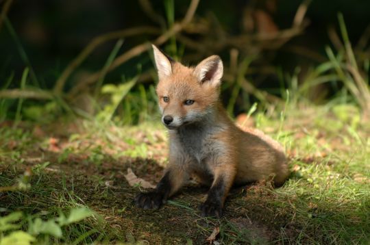 Les renards sont des prédateurs qui régulent les tiques