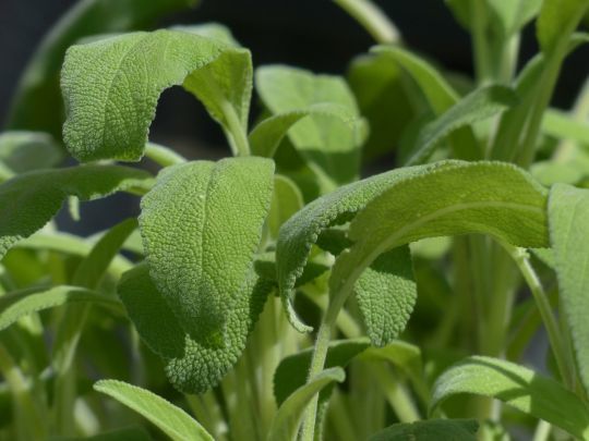 La sauge officinale a une action tonique qui facilite la digestion