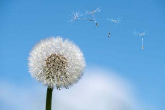 Les pollens sont transportés par le vent