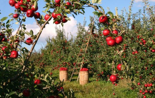 L'abondance de cette terre généreuse qui me nourrit