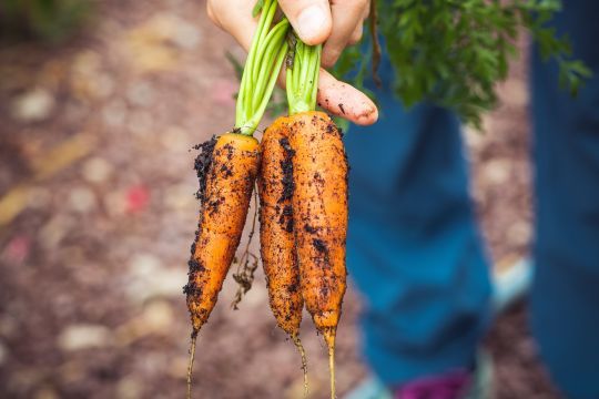 Les carottes sont à planter !