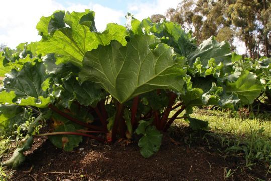 Une tige de rhubarbe doit être de couleur rouge-rose, ferme et lourde