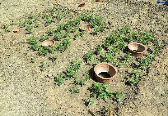 Ce sont donc des petits pots en terre cuite que l'on met dans le sol
