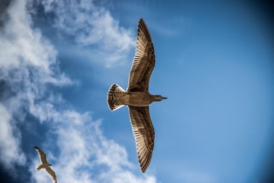 Prendre son envol pour vivre sa vie