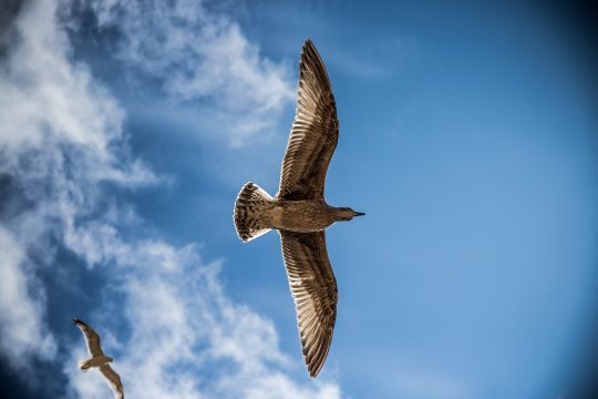 Prendre son envol pour vivre sa vie 