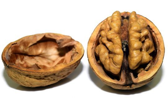 La noix a la forme d'un cerveau... et elle est bonne pour lui !