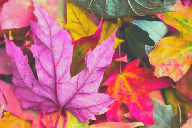 Automne et Ayurvéda
