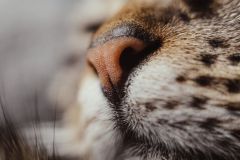 La méthode indienne du Jala Neti ou comment se nettoyer le nez pour rester en bonne santé ?